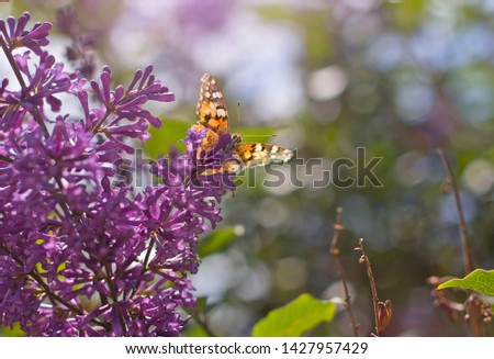 orange butterfly on lilac flowers on a sunny day