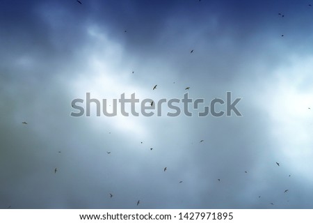 Abstract nature surreal background of Scary & moody dark rain cloud & smoke or foggy sky before thunder storm with silhouette flying birds of Halloween scene, copy space   Royalty-Free Stock Photo #1427971895