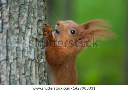 Red squirrel sitting on the tree. Green grass background