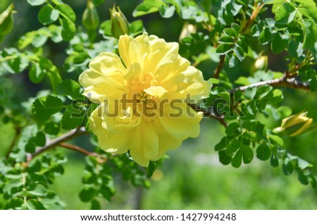Tea rose flower on a bush