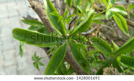 green leaves and buds blooming