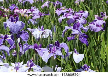 blooming in the Japanese rainy season purple or blue and white iris