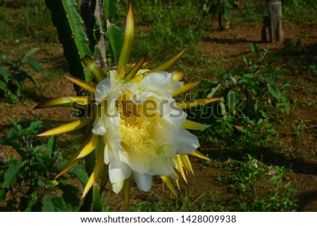 dragon fruits  flower, note  select focus with shallow depth of field