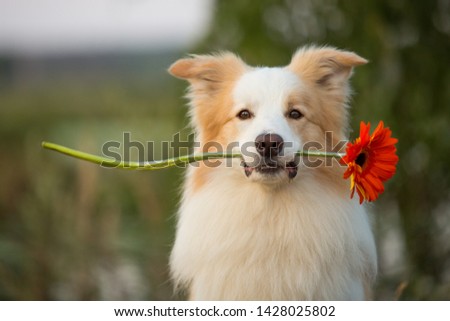 border collie dog holding red flower in mouth 