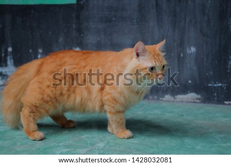 Orange cat sitting on outdoor. 