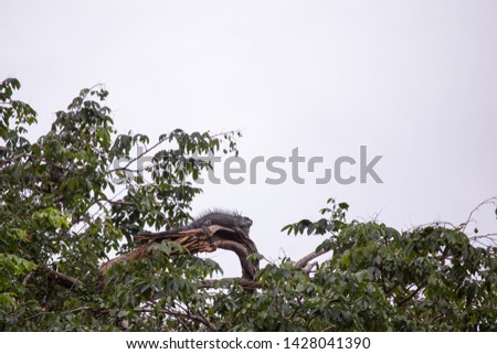 Iguana in Tortuguero Costa Rica National Park