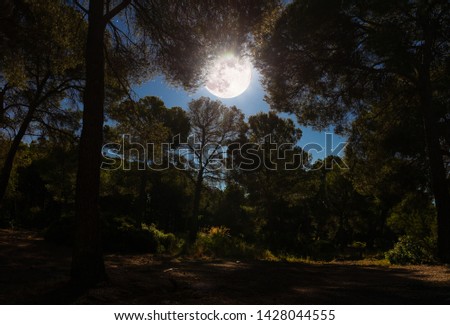 At night in the middle of the forest in the Spanish mountain landscape Sierra Espuna. It is almost windless, lonely and exciting. The only source of light is the moon. Long Exposure.