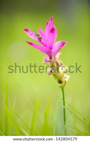 Pink siam tulip flower