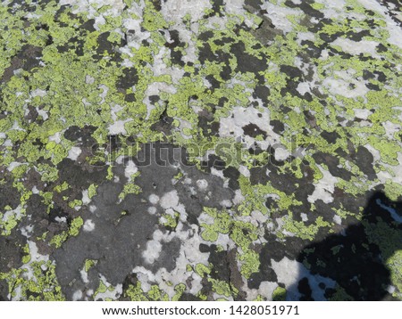green, white and grey textures on stone