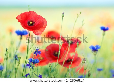The flowers are red poppies and blue cornflowers on a background of bright colorful field. Bright summer picture.