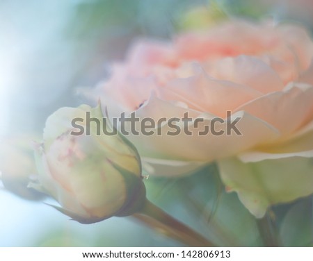 Photos flower roses with watercolor effect. Soft focus. beautiful flowers made with color filters