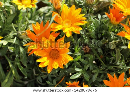 Gazania brilliant closeup. Gazania flower,African daisies,Asteraceae, Daisy family flower.