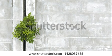 The copy space for your create content with the tree is Grow up on concrete wall picture