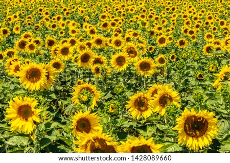 Sunflower field, Provence, France, shallow focus