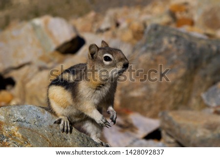 Cute chipmunk. Picture taken in Rocky mountains in Canada.