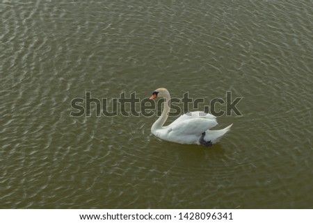 Mute Swan on Toolo bay in Helsinki, Finland