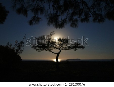 Blurred tree with moon at night near the sea.