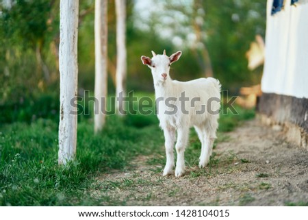 White goat on the nature near the building in the forest and green grass