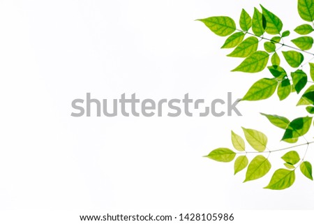 Close up green leaf nature on white background with copy space using as a wallpaper, ecology, fresh concept.