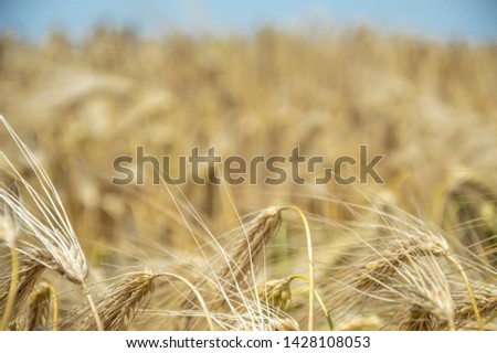 Golden fields of wheat. Spikelets of ripe grains are ready for harvest.