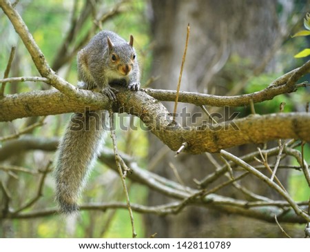 The silver-gray squirrel sitting on a tree. Close up. Cute squirrel washes itself. Close up.