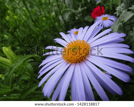 light purple daisy in the garden on a green background