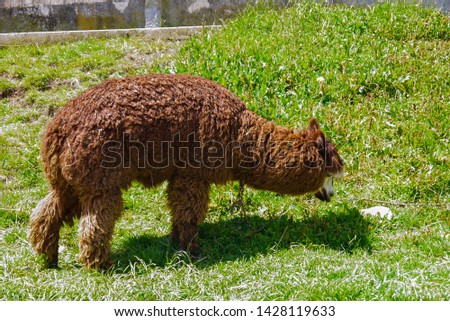 Brown llama alpaca in Bolivia