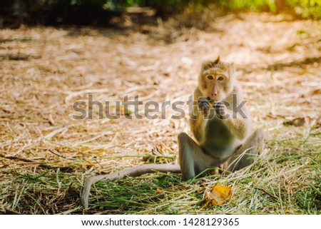 Stock photo hungry monkey eat leaves alone, long tailed macaque sitting on grass sward while eat delicious crop in a zoo, Thailand. Animal natural life with copy space concept.