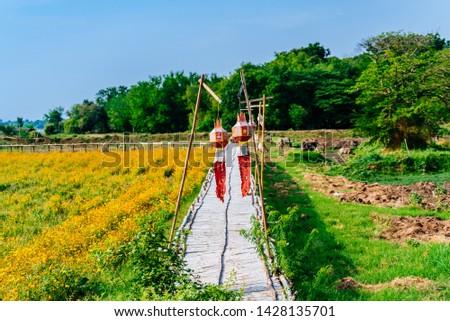 bamboo bridge over the cosmos flower field
