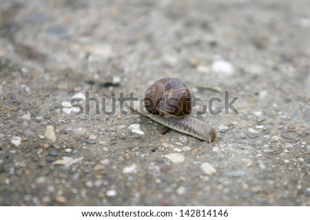 A big snail is crawling on the road