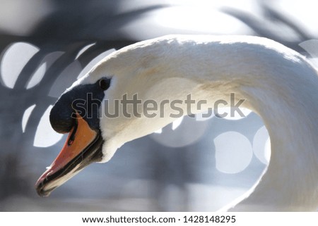 Close up shot of a swan.