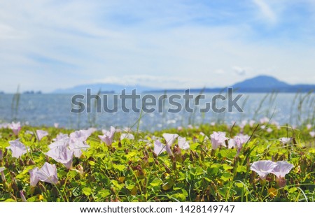 Flower blooming on the beach