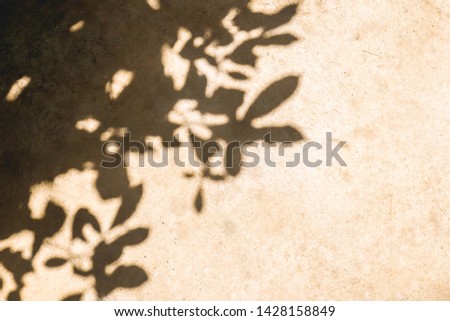 Silhouette black of tree branches-leaves with brown background, sunlight rays through wall concrete, photo of dried sand its beautiful leaf vein line tropical.