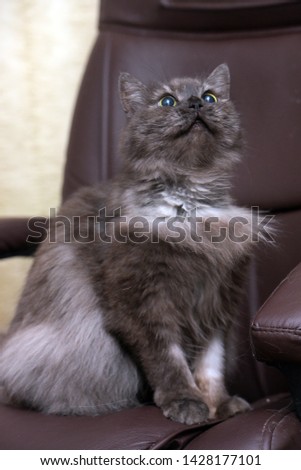 beautiful fluffy smoky cat sitting on a leather chair