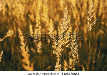 Golden grass field with sunset light