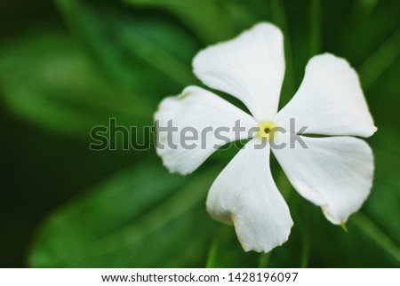 Madagascar periwinkle (Catharanthus roseus) isolated and in close-up.