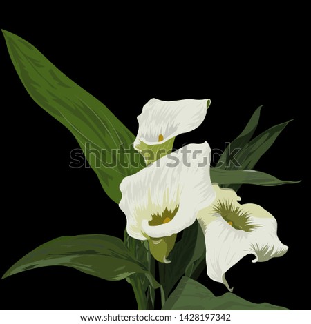 vector illustration of white Calla lilies