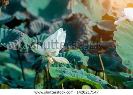 Beautiful white lotus flower in the morning with light.