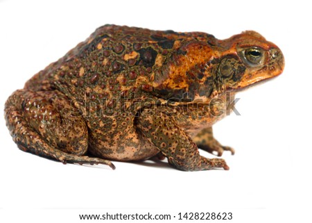 Amazon cane toad (Rhinella marina)
