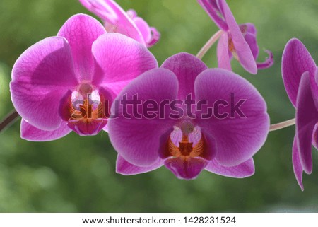 purple orchid flowers green summer background