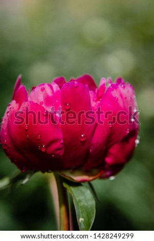 Fresh pink peony flower with rain drops on petals
