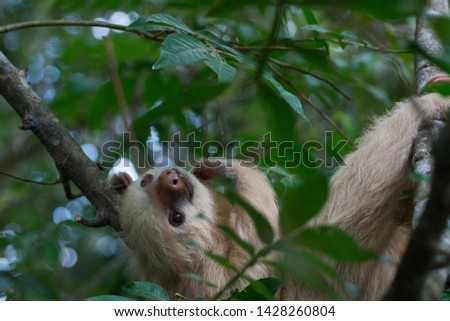 Close up baby three toed sloth in the wild  tropical rainforest Cano Negro National Park Costa Rica Central America