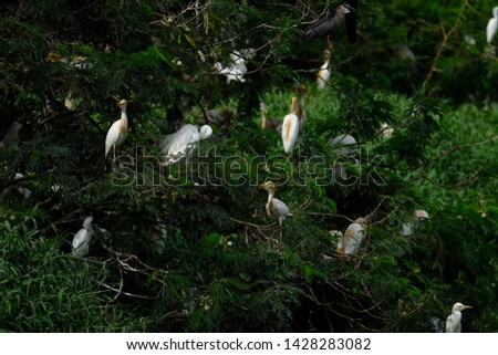 wild birds community at the free wild nature in Medan, Indonesia. Bird little egret - Egretta garzetta and Cattle Egret (Bubulcus ibis)