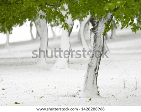 trees with green leaves under snow, late snowfall in april, Dobrogea, Romania
