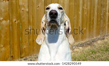 Close up eye to eye view of a Porcelaine Scent Hound