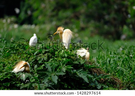 wild birds community at the free wild nature in Medan, Indonesia. Bird little egret - Egretta garzetta and Cattle Egret (Bubulcus ibis)