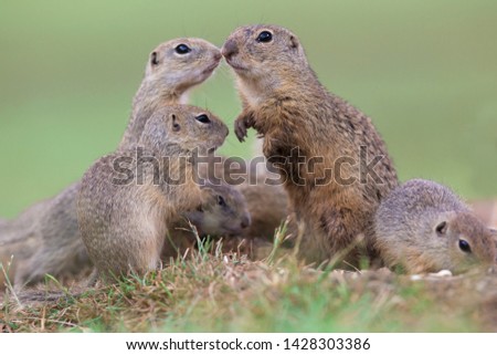 Cute European ground squirrels (Spermophilus citellus, Ziesel)