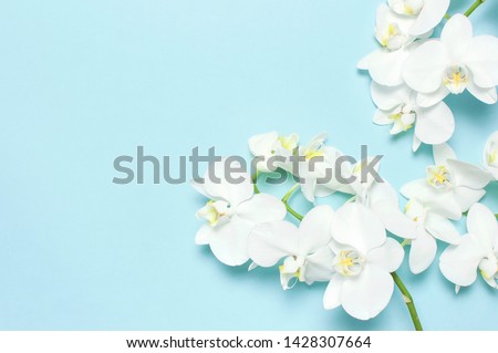 Beautiful White Phalaenopsis orchid flowers on pastel blue background top view flat lay. Tropical flower, branch of orchid close up. Orchid background. Holiday, Women's Day, Flower Card, beauty  Royalty-Free Stock Photo #1428307664
