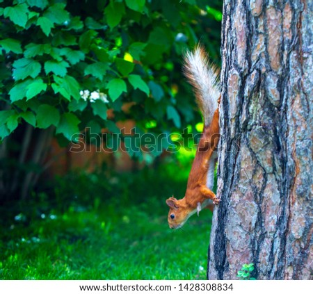 red squirrel running through the trees in search of food