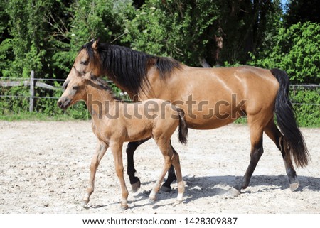 Beautiful newborn foal and mother enjoying sunshine in the paddock on hot summer day


